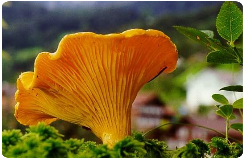 Gljiva komec doo Lisičarka Chanterelle